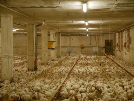 Hunderte Hühner sind zusammen in eine Halle gepfercht