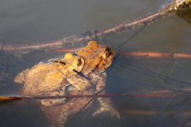 Erdkröten Teich