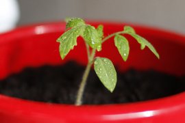 Tomatenpflanze