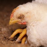 Hühnermast-Skandal in zwei weiteren Betrieben!