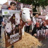 VGT zeigt 2 lebensgroße Stiere auf Vollspaltenboden und Stroh in Grazer Innenstadt