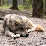 Ausrede Wolfsabschuss wegen Hybriden zieht nicht: es gibt keine in Kärnten