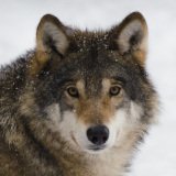 Wiener Tierschutzverein erhebt Beschwerde gegen Kärntner Wolfausrottungs-Verordnung