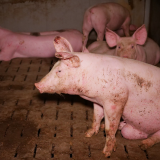 Medienspiegel: Schweine leiden in AMA-Stall im Bezirk St. Pölten Land