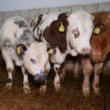 Aktuelles Eurobarometer: 92 % der Menschen in Österreich gegen Rinder-Vollspaltenboden