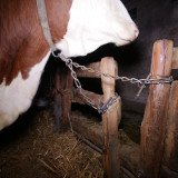 Anbindehaltung von Rindern, Update 2023 – Teil 3