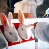Tierversuche: Pyrogentests verhindert und Tierschutzombudspersonen eingebunden