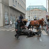 Erneuter Fiaker-Unfall in der Wiener Innenstadt