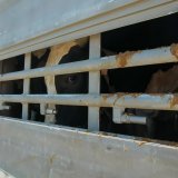 Tiertransporte: Strafmaß zu niedrig
