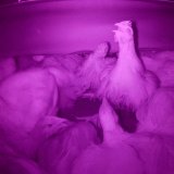 CO2-Betäubung bei Hühnern