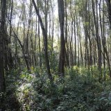 Zum Tag des Waldes: VGT fordert 30 % außer Nutzung gestellte Naturwälder 