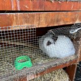 Anzeige: Kaninchen leiden leise