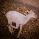 Wieder Leichen im Horror-Maststall: VGT fordert Tierhaltungsverbot!