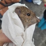 Ratte vergiftet: Tierschützerin greift ein