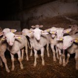 Erfolg: Tierhaltungsverbot für St. Pöltner Skandalbauern