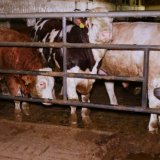 Großaktion: Nein zum Vollspaltenboden in der Rindermast!