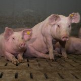 1 Jahr seit Entscheidung Ende Vollspaltenboden Schweine: nichts ist seither geschehen!
