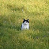 Weltkatzentag: Volksbegehren für ein Bundesjagdgesetz fordert Verbot des Katzenabschusses in Österreich