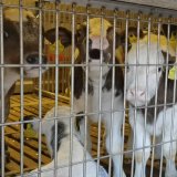 4-5 Wochen alte Tiroler Milchkälber nach 2-tägigem Tiertransport in Süditalien getötet