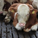 Diskussion um Fleischkennzeichnung: Tierquälerische Haltungssysteme müssen gekennzeichnet werden