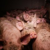 Schweineleid: VGT übt Kritik an AMA