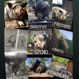 Italien: Amtstierärzt:innen und Polizei ermorden 9 Schweine auf Lebenshof nahe Mailand