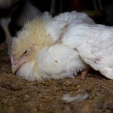 Immer noch Tierquälerei bei Hühnerfleischlieferanten von Lidl Deutschland