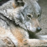Einladung: Montag Wolf-Herdenschutzzaun um Amt der Salzburger Landesregierung