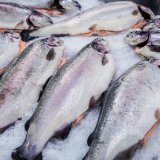 Fischfabrik in Gmünd: Beschwerde gegen Feststellungsbescheid