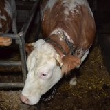 Anbindehaltung von Rindern, Update 2023 – Teil 2