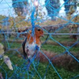Bregenz: Winzer lässt Vögel in Netzen verrecken