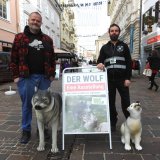 VGT-Wolfsausstellung am Alten Platz in Klagenfurt: Fakten statt Jägerlatein