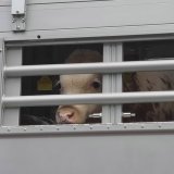 VGT: Alarmierende Verstöße gegen die EU-Tiertransport-Verordnung