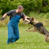 Statement zum Verbot von Beiß- und Angriffstrainings bei Hunden von Privatpersonen