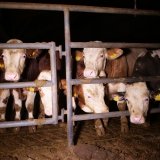 Neue Rindermast-Aufdeckung: „Vollspaltenboden muss ein Ende haben!“