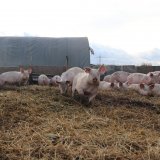 Einladung: VGT-Aktion zu Schweinebetrieb Hubmann – Gülle oder Humus?