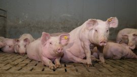 Schweine auf Vollspaltenboden