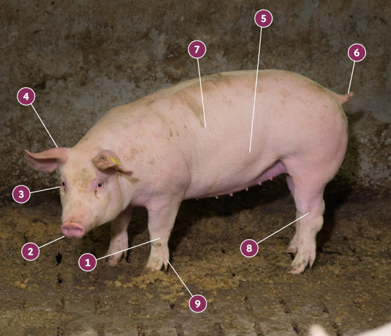 Schwein mit nummerierten Problemstellen