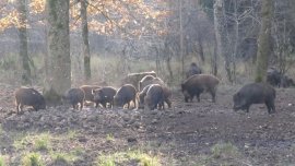 Wildschweine