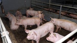 Schweine im Stall