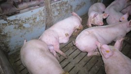 Schweine auf Vollspaltenboden