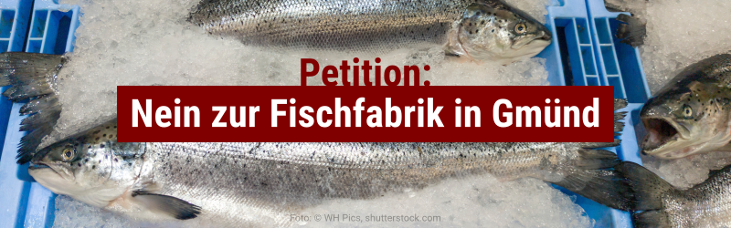 Nein zur Fischfabrik in Gmünd