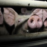 ÖVP ignoriert Schweineleid!