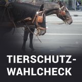 Tierschutz-Wahlcheck zur Salzburger Gemeinderats- und Bürgermeister:innen-Wahl 2024