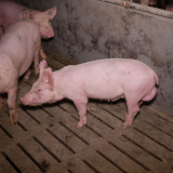 Medienspiegel: grauenhafte Zustände für Schweine auf „strukturiertem“ Vollspaltenboden