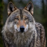 Ausrottung des Wolfes per Verordnung bestimmt