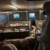 JETZT: Tierschützer:innen in Vollspaltenboden Schweinemast Bezirk Mistelbach NÖ