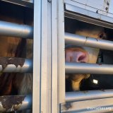Tiertransportskandal: schwangere österreichische Rinder 4 Tage nach Algerien gekarrt