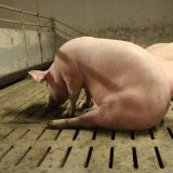 Einladung: Aktion „2 Tierarten – ein Leid“, Rinder und Schweine auf Vollspaltenboden