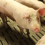 Vollspaltenboden Schweine: neuer Mindeststandard muss JETZT festgelegt werden